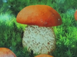fruska